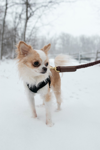 Rope Leash for Dogs (Standalone)