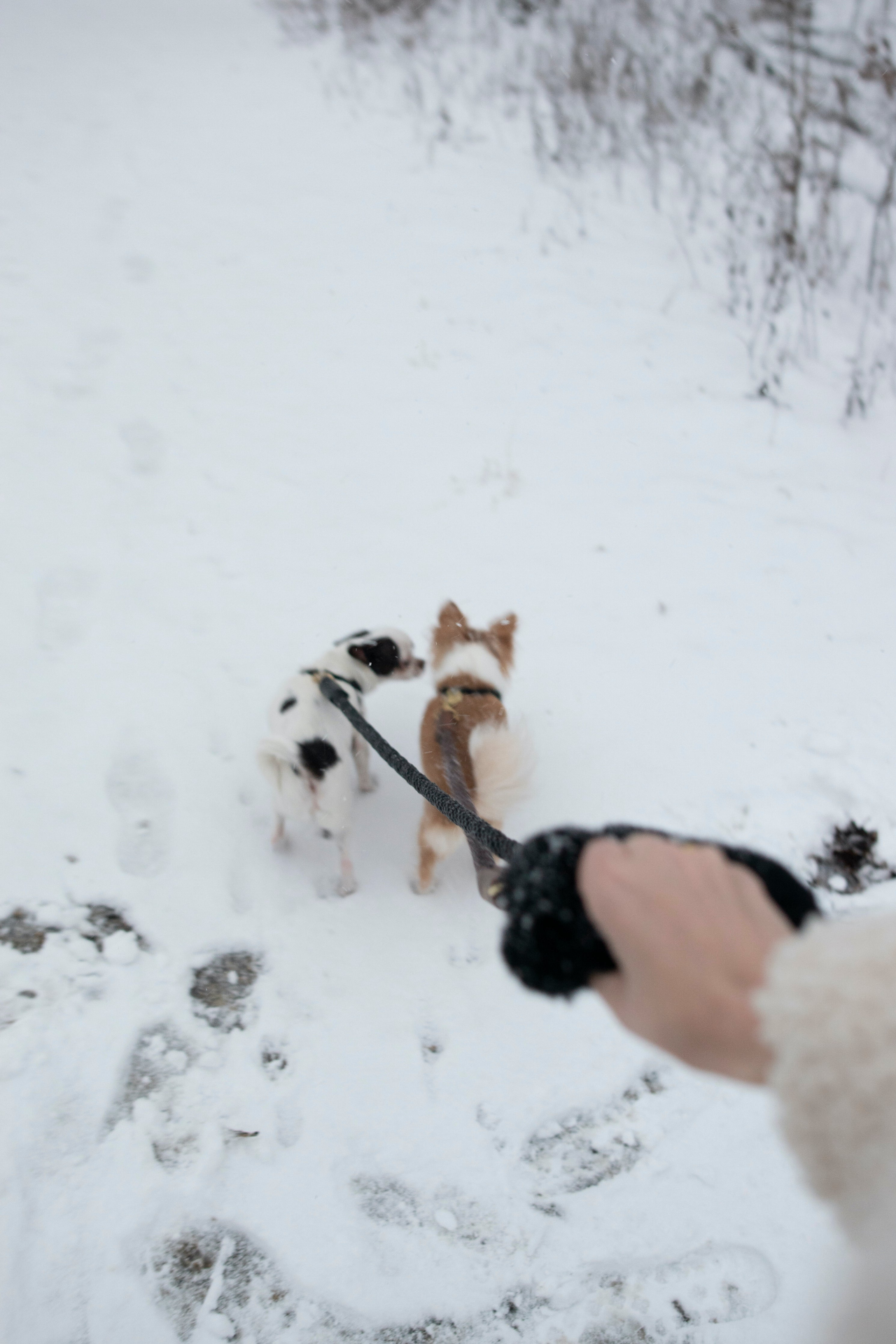 Bonne et Filou Shearling Fur Grip For Your Leash