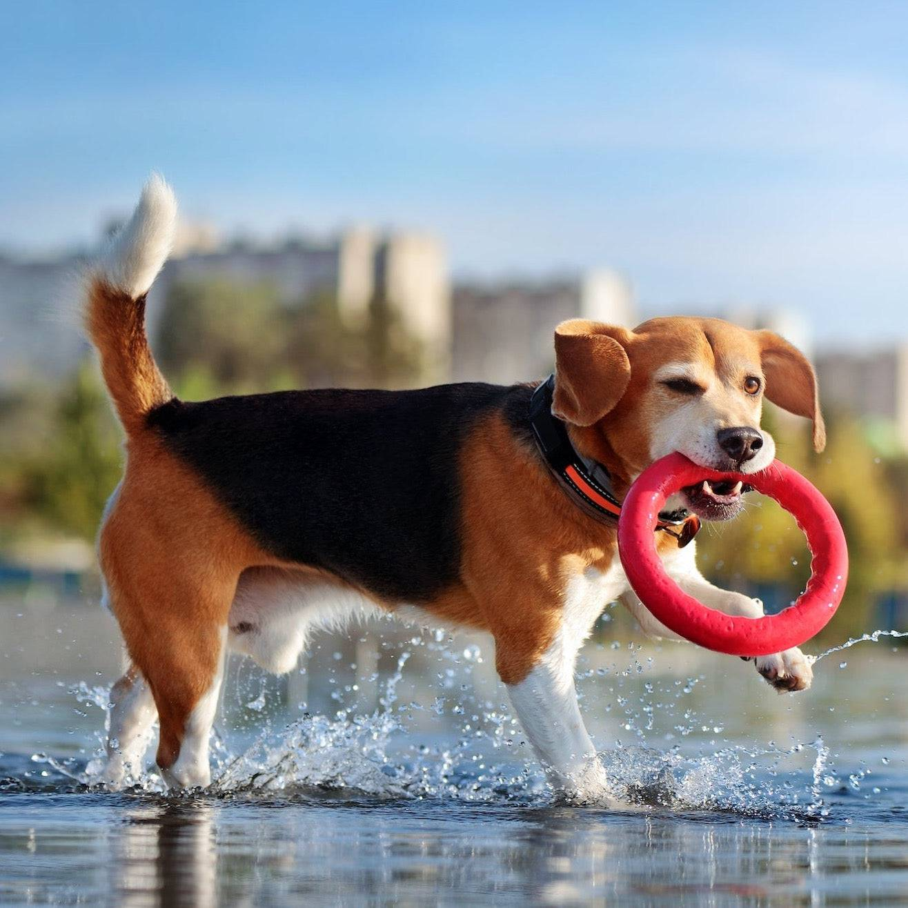 Juguete de anillo para perros duradero: perfecto para jugar al aire libre y divertirse en el agua