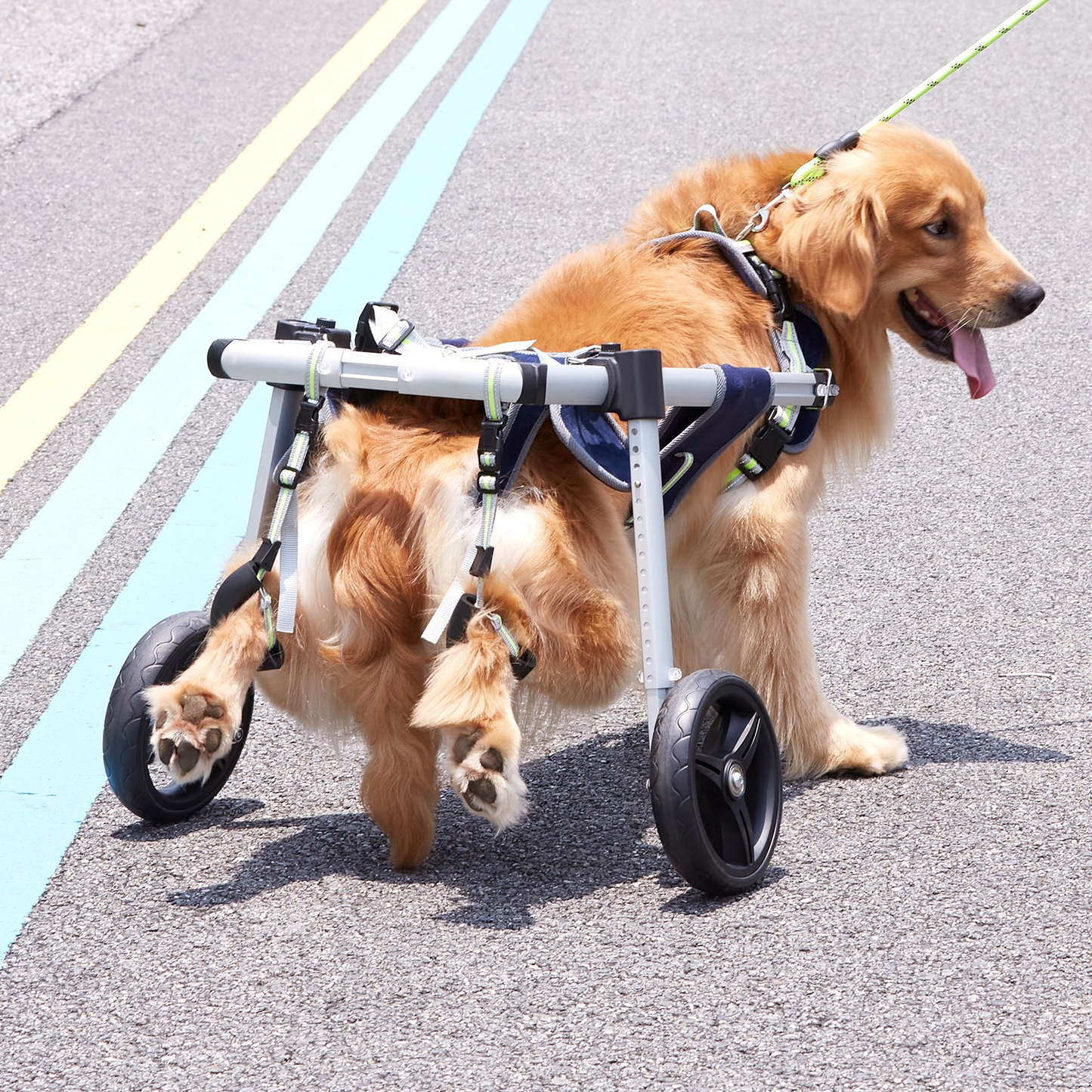 VEVOR 2 Wheels Dog Wheelchair for Back Legs, Pet Wheelchair Lightweight & Adjustable Assisting in Healing,  Dog Cart/Wheelchair for Injured, Disabled, Paralysis, Hind Limb Weak Pet (L)