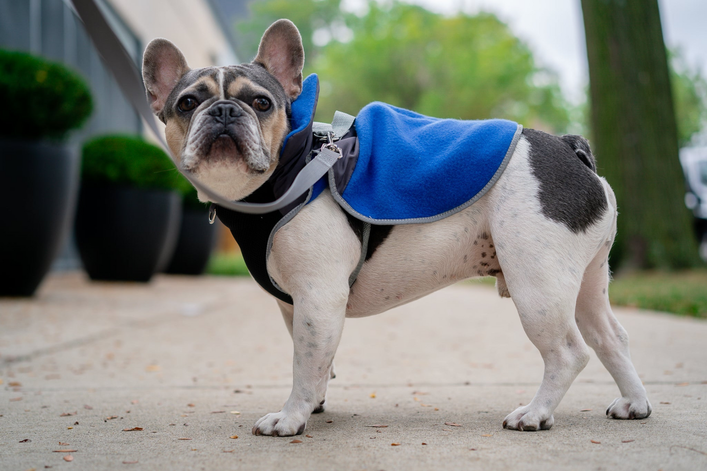 Chaqueta polar térmica para perros 2 en 1 con arnés integrado - Azul real | Mantenga a su perro abrigado y elegante