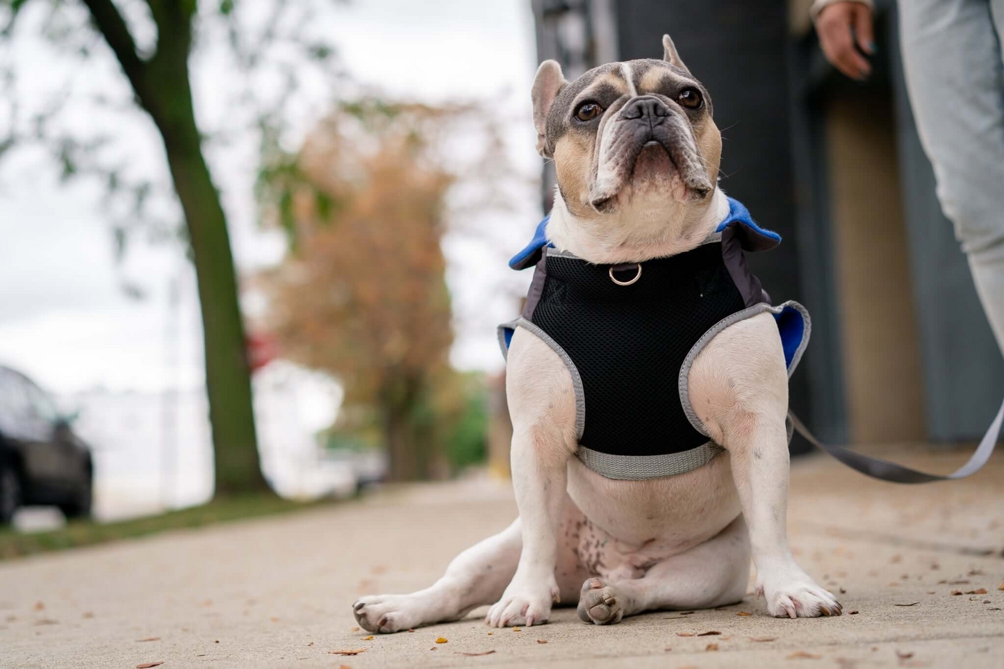 Chaqueta polar térmica para perros 2 en 1 con arnés integrado - Azul real | Mantenga a su perro abrigado y elegante