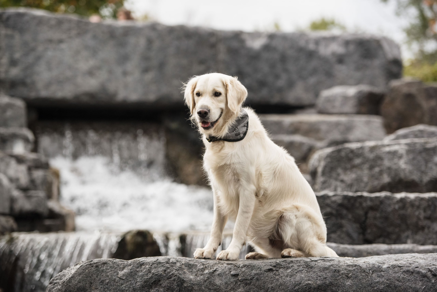 Bandana refrescante para perros del ejército de EE. UU.: mantenga a su mascota fresca y cómoda