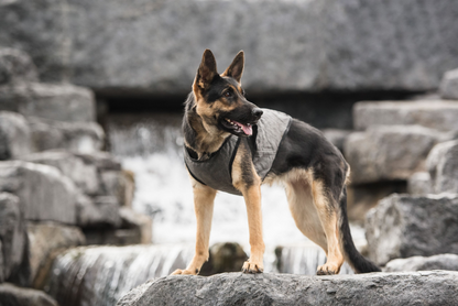 Chaleco refrigerante para perros del ejército de EE. UU.: mantenga a su compañero canino fresco y cómodo